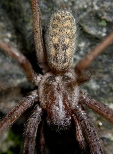 Giant House Spider - photo 8