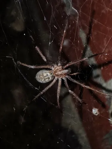 Giant House Spider - photo 2