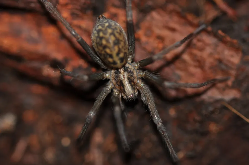 Giant House Spider - photo 3