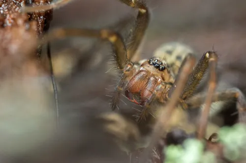Giant House Spider - photo 4