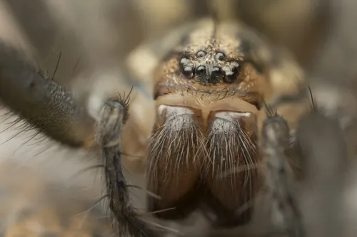 Giant House Spider - photo 5