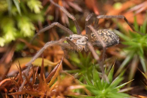 Giant House Spider - photo 7