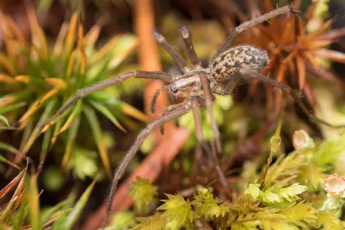 Giant House Spider - photo 8