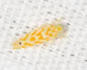 Eratoneura acantha