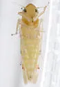 Eratoneura acantha - photo 5