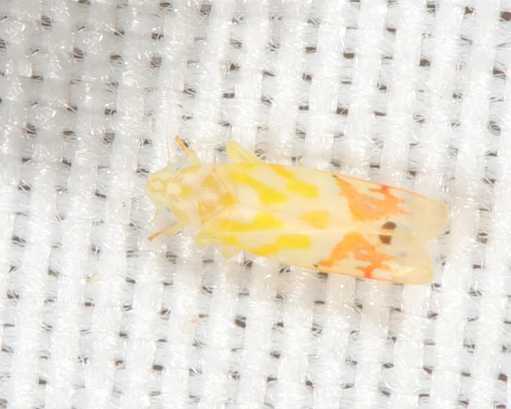 Eratoneura adunca - photo 2