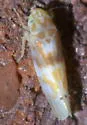 Eratoneura affinis