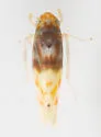 Eratoneura affinis - photo 2