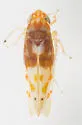 Eratoneura affinis - photo 3