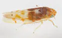 Eratoneura affinis - photo 4