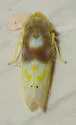 Eratoneura affinis - photo 5