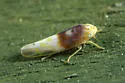 Eratoneura basilaris