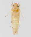 Eratoneura beeri - photo 3