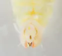 Eratoneura beeri - photo 4