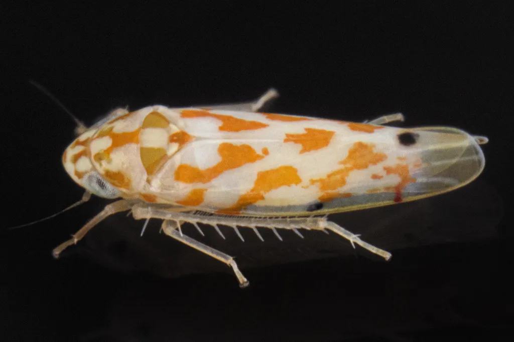 Eratoneura bigemina - photo 2