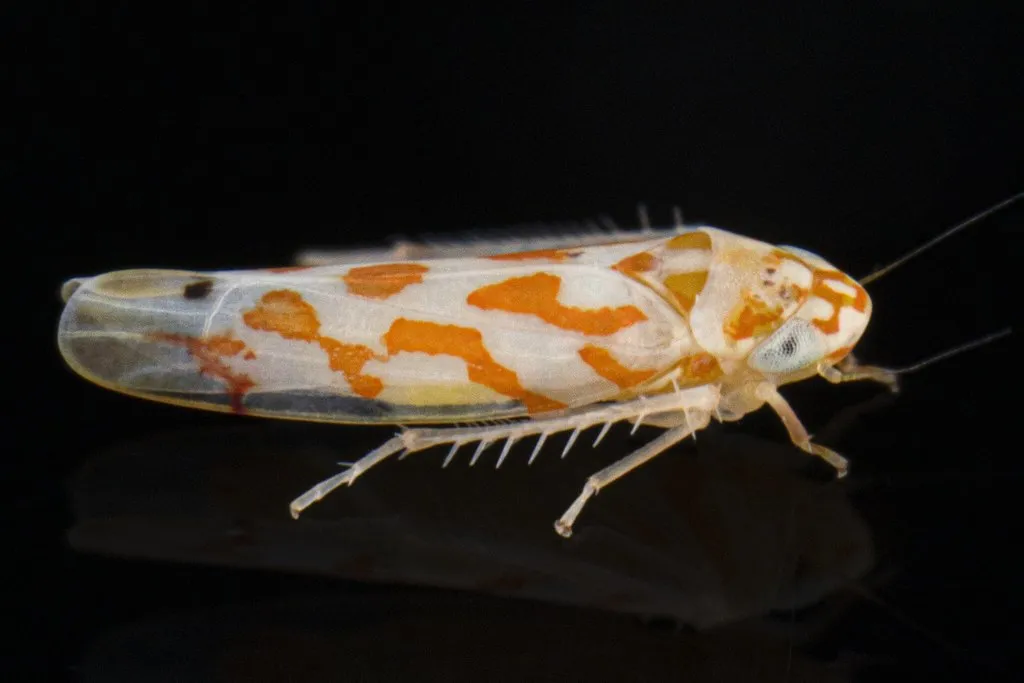 Eratoneura brevipes - photo 2