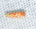 Eratoneura carmini