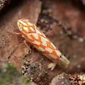 Eratoneura comoides