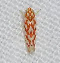 Eratoneura comoides - photo 2