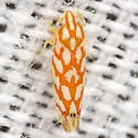 Eratoneura comoides - photo 3