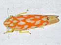 Eratoneura comoides - photo 4