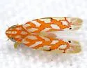 Eratoneura comoides - photo 5