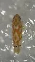 Eratoneura delongi