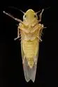 Eratoneura dira - photo 2