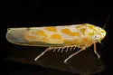 Eratoneura dira - photo 3