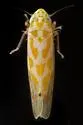 Eratoneura dira - photo 4