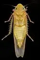 Eratoneura dira - photo 5