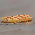 Eratoneura emquu - photo 3