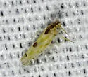 Eratoneura externa