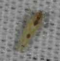 Eratoneura externa - photo 2