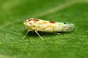 Eratoneura externa - photo 3