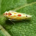 Eratoneura externa - photo 4