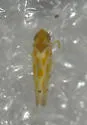 Eratoneura externa - photo 5