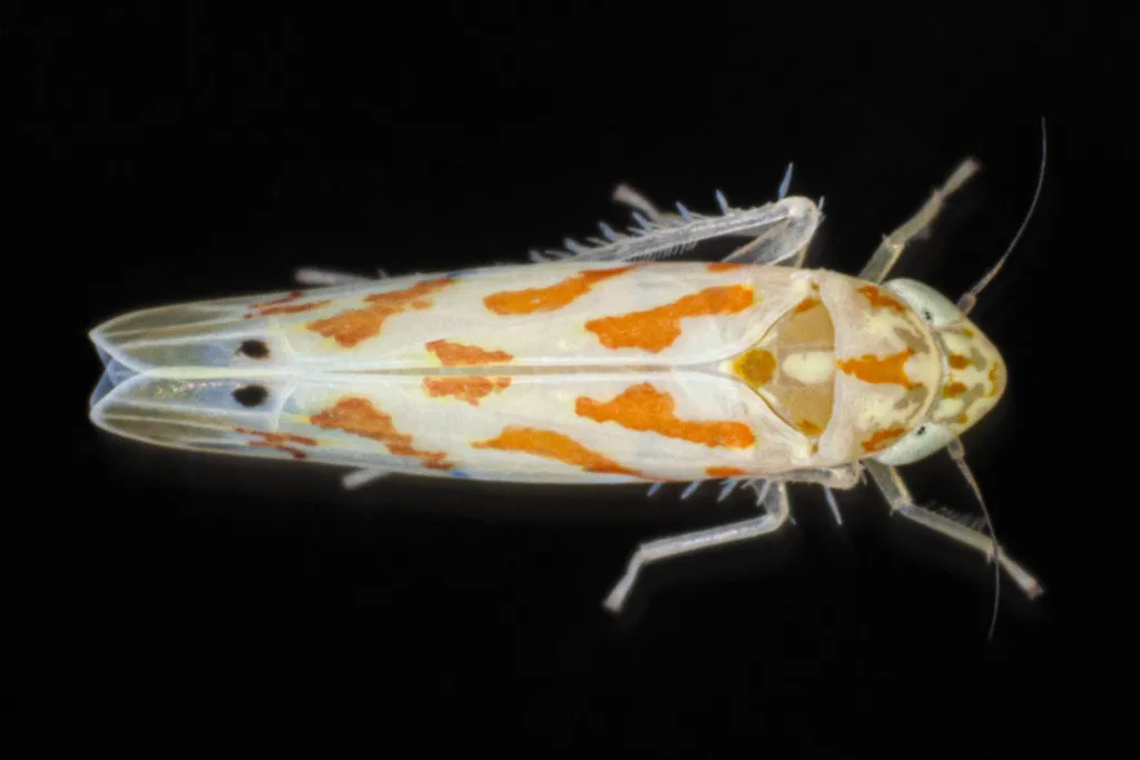 Eratoneura gemina - photo 2