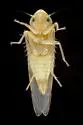 Eratoneura gilesi - photo 3