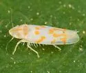 Eratoneura gillettei