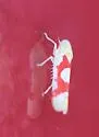 Red Apple Leafhopper