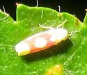 Red Apple Leafhopper - photo 2