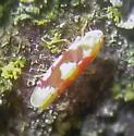 Red Apple Leafhopper - photo 3