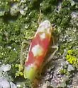 Red Apple Leafhopper - photo 4