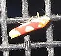 Red Apple Leafhopper - photo 5