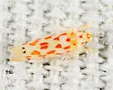 Eratoneura haysensis - Eratoneura haysensis