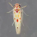 Eratoneura hymac - photo 3