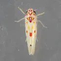 Eratoneura hymac - photo 4