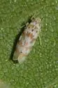 Eratoneura hymettana