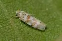 Eratoneura hymettana - photo 2